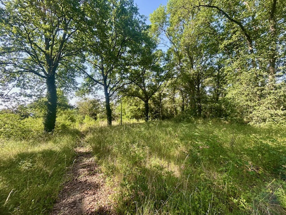 Vente Terrain MONTLHÉRY - TERRAIN A BÂTIR DE 5 000 M2 - POTENTIEL DE 2 LOTS Montlhery