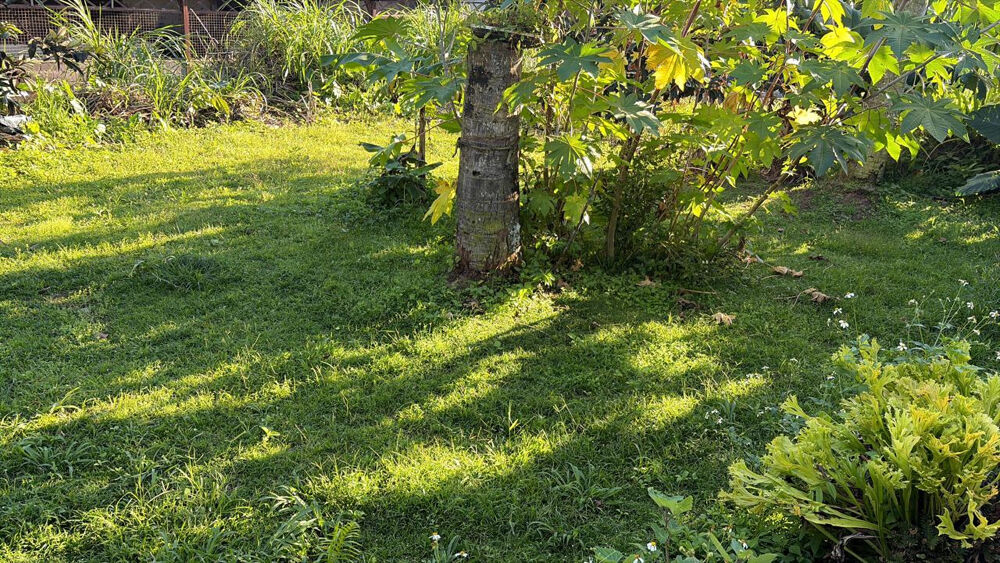 � vendre  Maison Deshaies (97126)