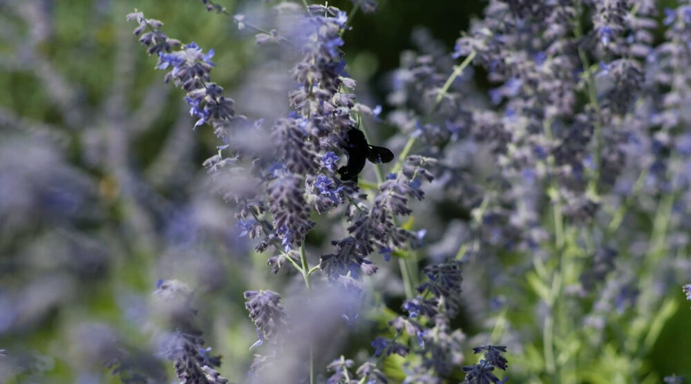  vendre  Maison Mallemort (13370)