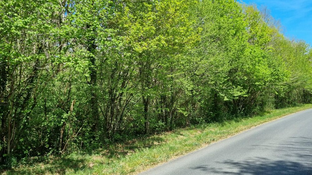 Vente Terrain Parcelles de bois Saint-martial-de-valette