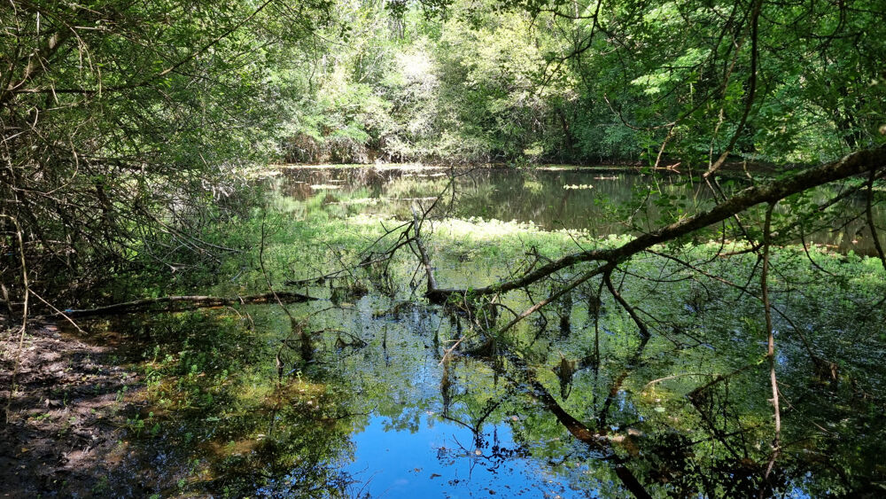 Vente Terrain Parcelles de pré et bois avec point d'eau Abjat-sur-bandiat