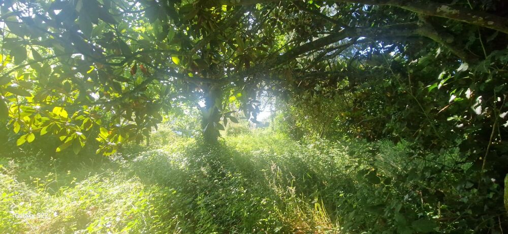 Vente Terrain SAINT MARTORY  centre terrain à batir 682 m² Saint martory