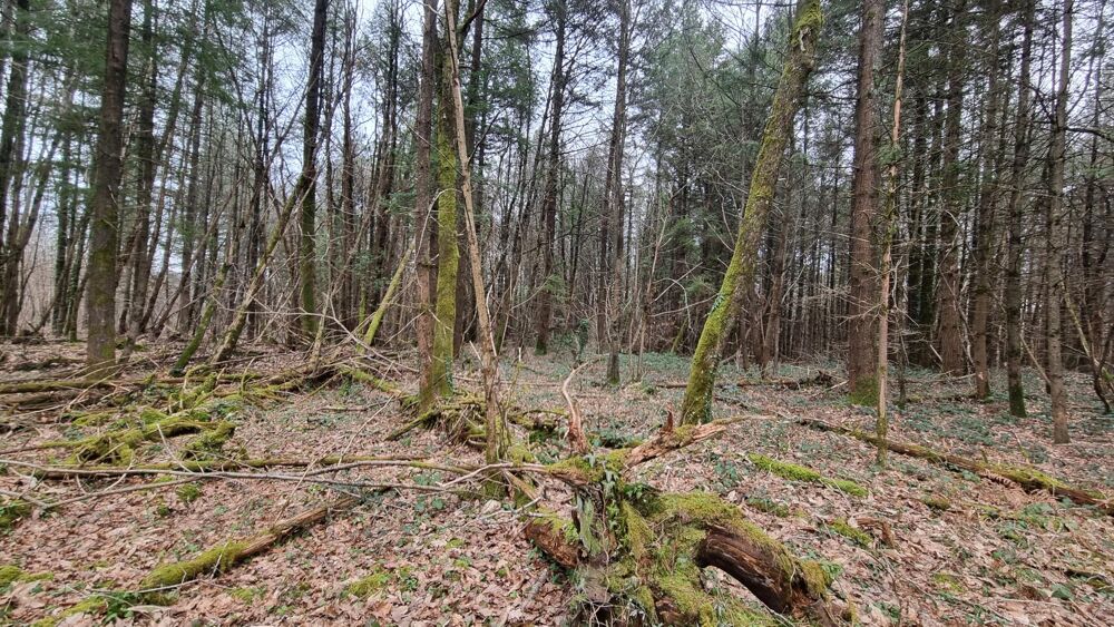 Vente Terrain 18 hectares d'un seul tenant Varaignes