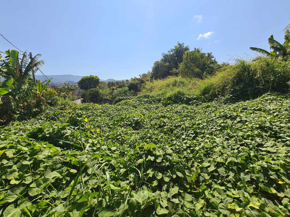 Vente Terrain TAMPON 97430 - TERRAIN À BÂTIR - BELLE VUE - ENVIRONNEMENT CALME - BON POTENTIEL Le tampon