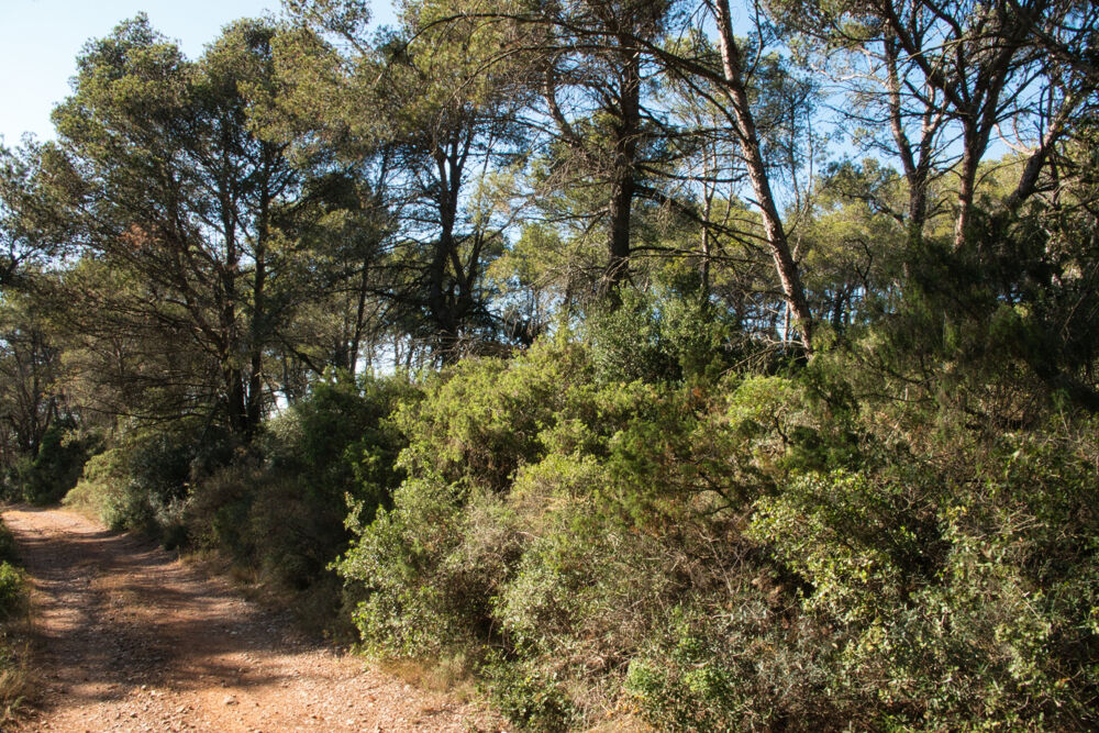 Vente Terrain Fabrezan-Terrain 4 ha non constructible en Zone Naturelle Fabrezan
