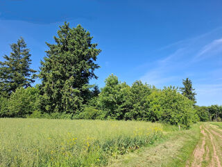 Vente Terrain JEUNE PLANTATION DE 8 HECTARES Badonvilliers gerauvilliers