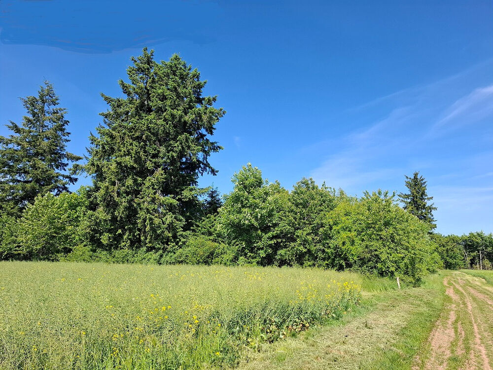 Vente Autre JEUNE PLANTATION DE 8 HECTARES Badonvilliers gerauvilliers