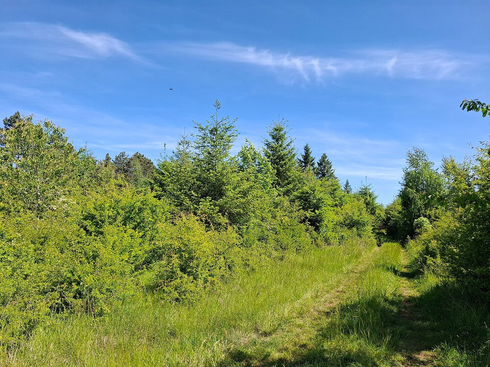 Vente Terrain JEUNE PLANTATION DE 8 HECTARES Badonvilliers gerauvilliers