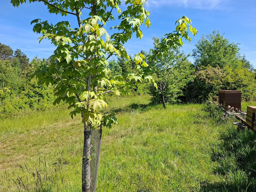 Vente Autre JEUNE PLANTATION DE 8 HECTARES Badonvilliers gerauvilliers