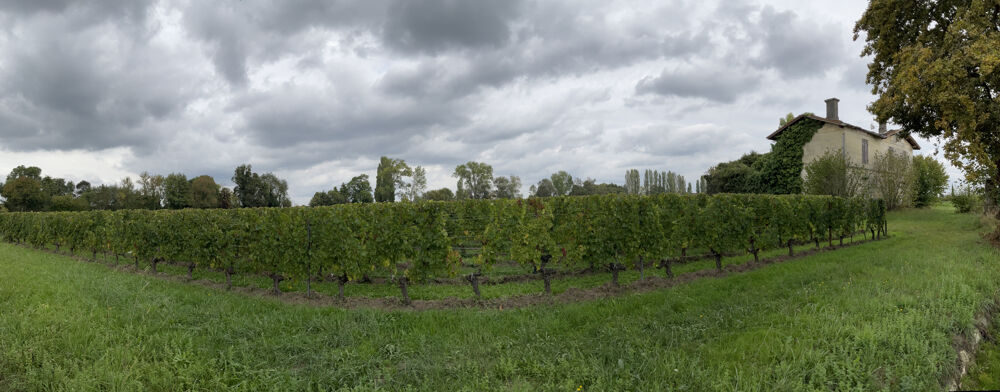 Vente Terrain Saint-Émilion (Gironde)   AOC Saint-Émilion   Emplacement privilégié St emilion