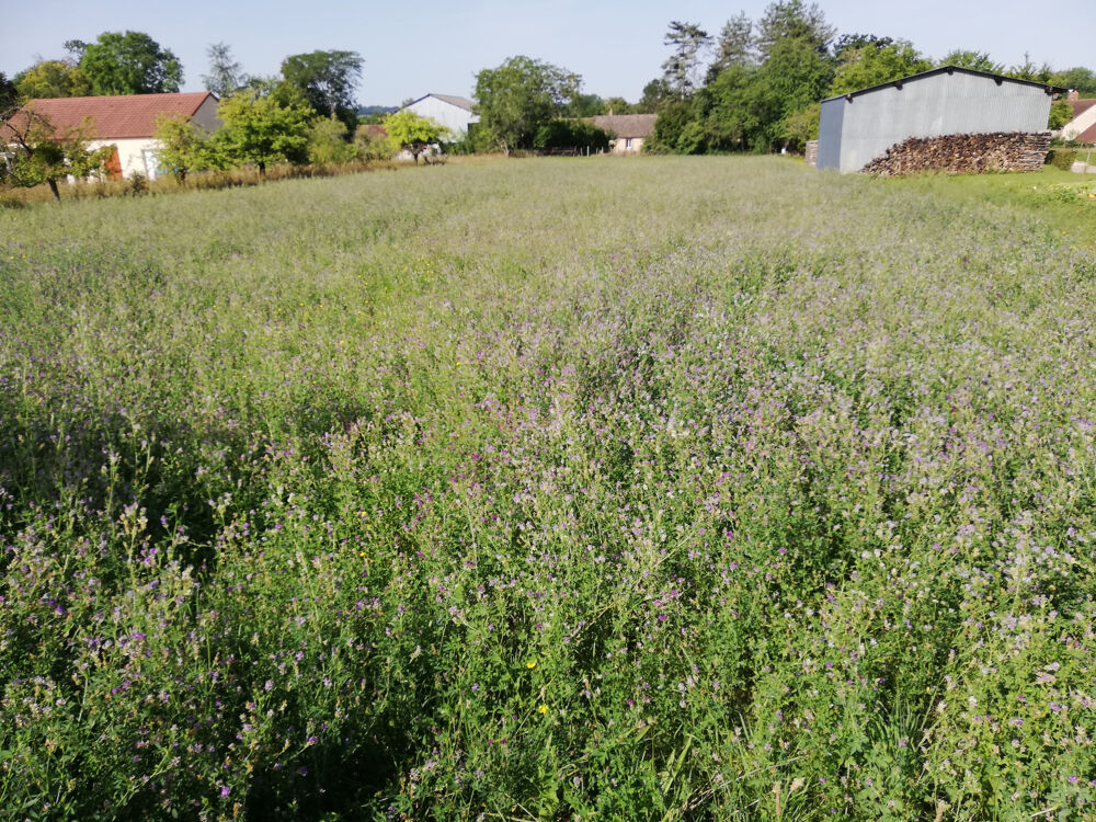 Vente Terrain Terrain constructible de 2388 m2 Aillant sur tholon