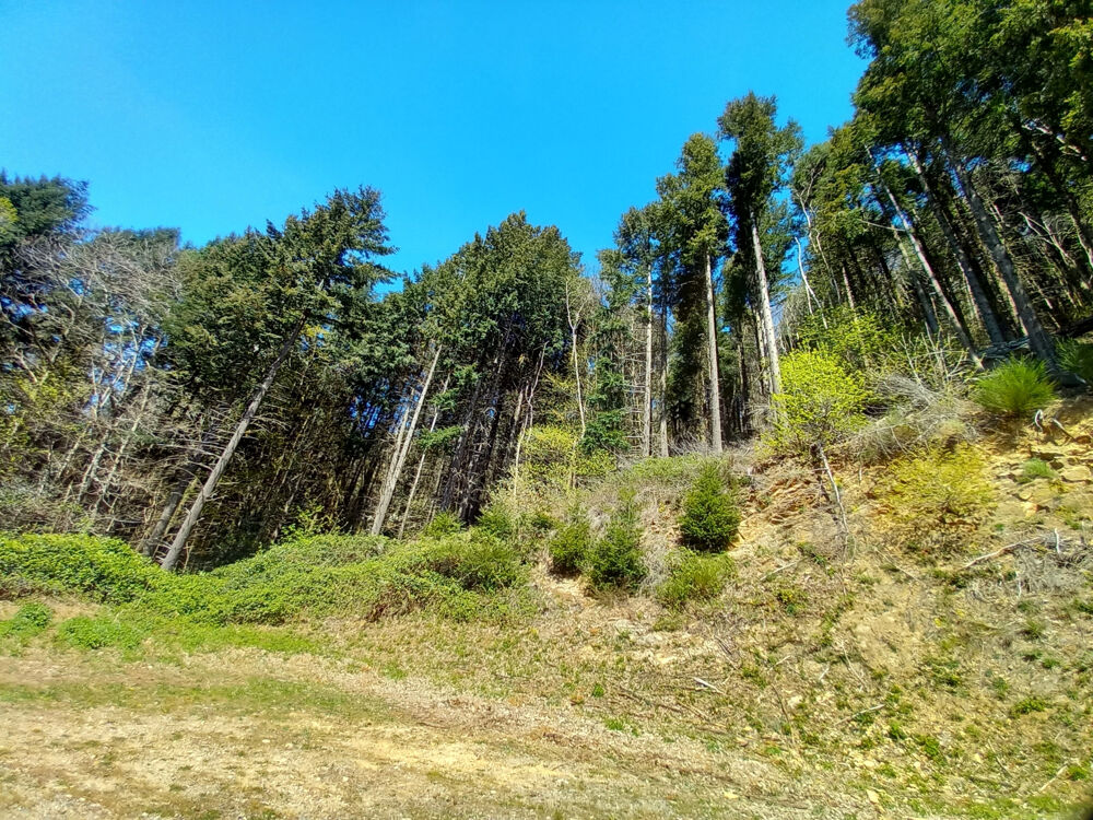 Vente Terrain BOIS, FUTAIES, LANDES, VERGERS, Vieussan