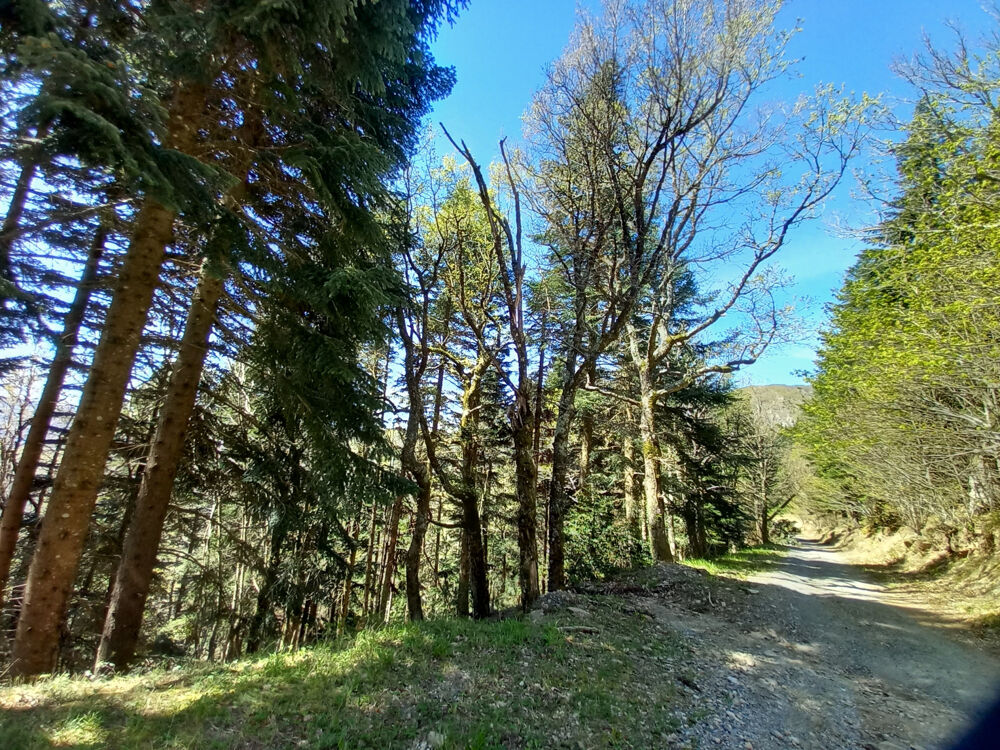 Vente Terrain BOIS, FUTAIES, LANDES, VERGERS, Vieussan