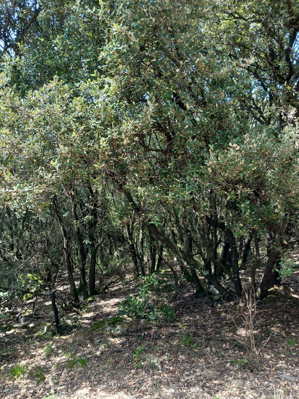 Vente Terrain BOIS, LANDES, TAILLIS, Vieussan