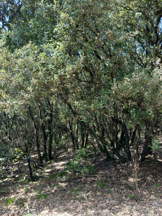  Terrain à vendre 191135 m²