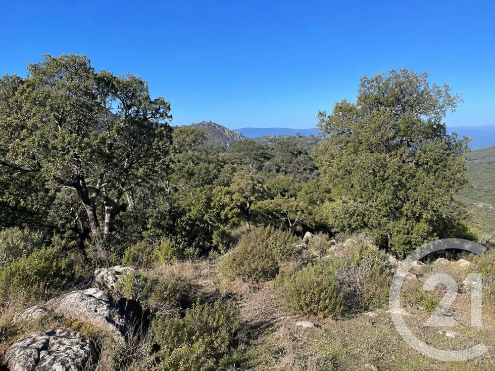 vente Terrain - 56853 m² Scolca (20290)
