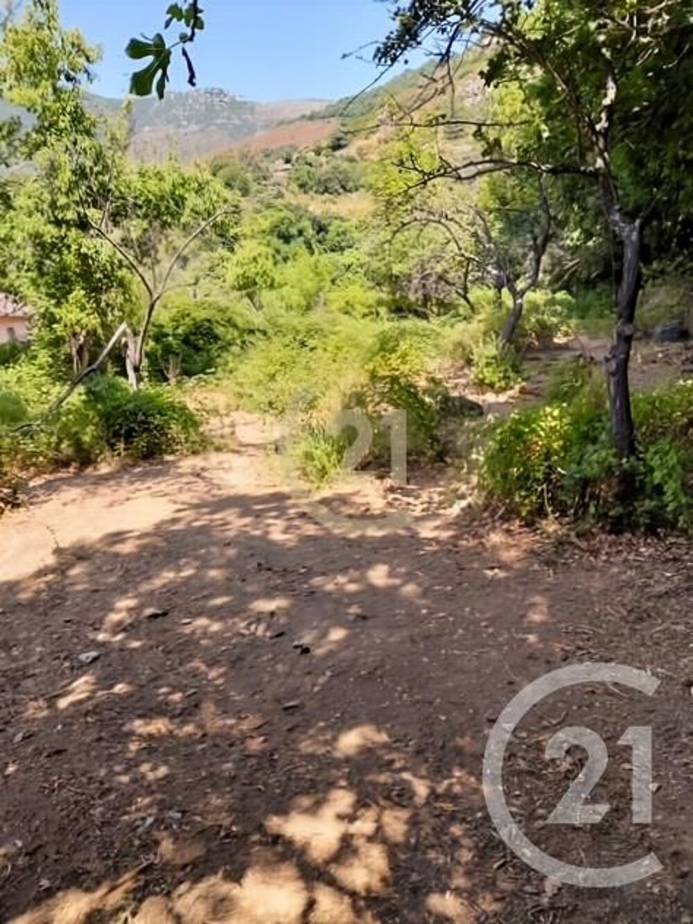 vente Terrain - 1038 m² Scolca (20290)