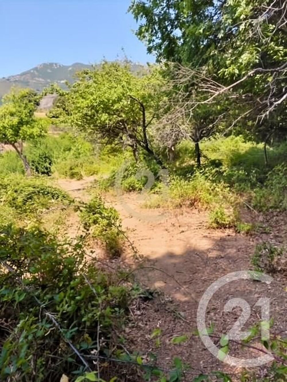 vente Terrain - 1038 m² Scolca (20290)