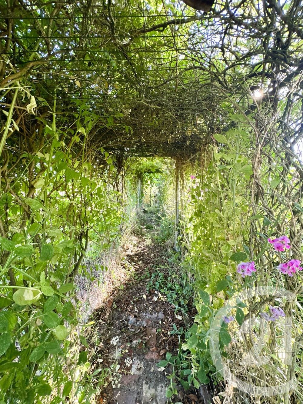  vendre  Maison Zutkerque (62370)