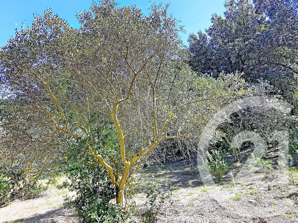 Vente Terrain 1183 m² - Plus