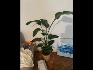  Colocation � louer 5 pi�ces 96 m�