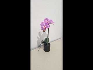  Colocation  louer 4 pices 53 m