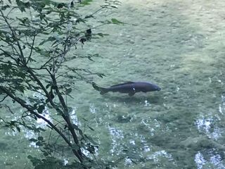  Colocation � louer 4 pi�ces 95 m�