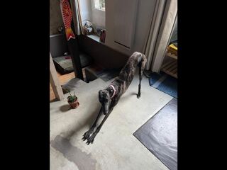  Colocation � louer 4 pi�ces 70 m�