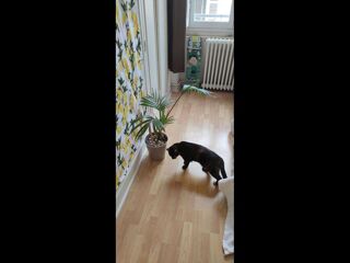  Colocation  louer 4 pices 100 m