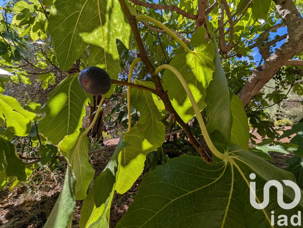  vendre  Maison Auribeau-sur-Siagne (06810)