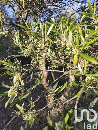  Terrain � vendre 35260 m�