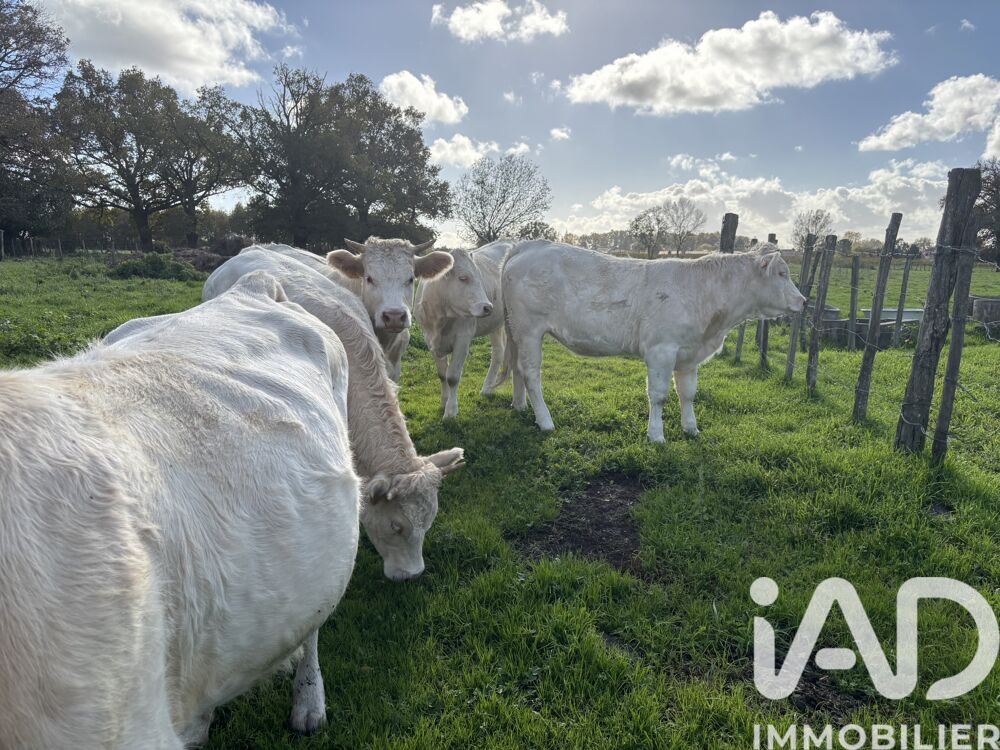  vendre  Maison Braud-et-Saint-Louis (33820)