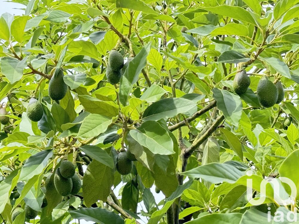  vendre  Maison Cagnes-sur-Mer (06800)