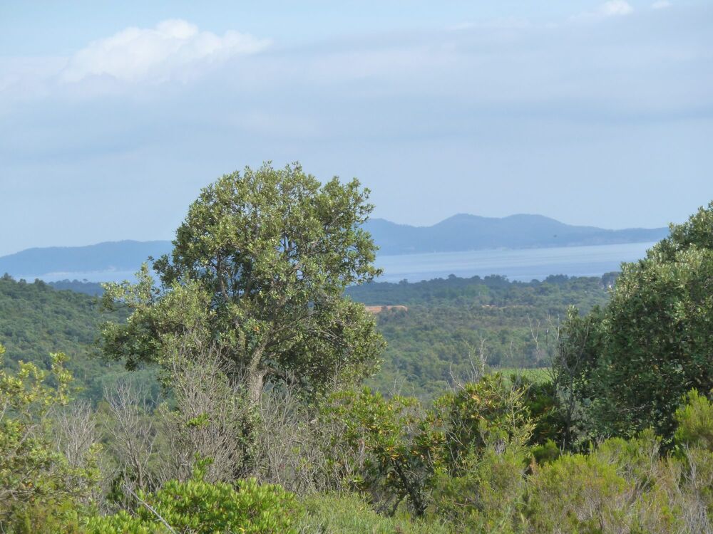   LA LONDE LES MAURES TERRAIN 18200 m² ZONE NATURELLE BOISEE 