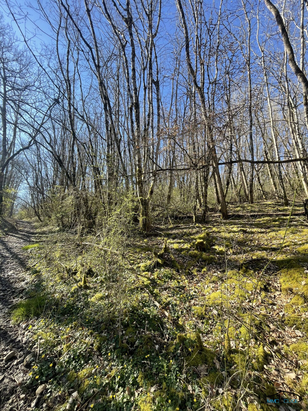Vente Terrain TERRAIN BOISÉ 3498m² - VILLEFRANCHE DE ROUERGUE Villefranche-de-rouergue
