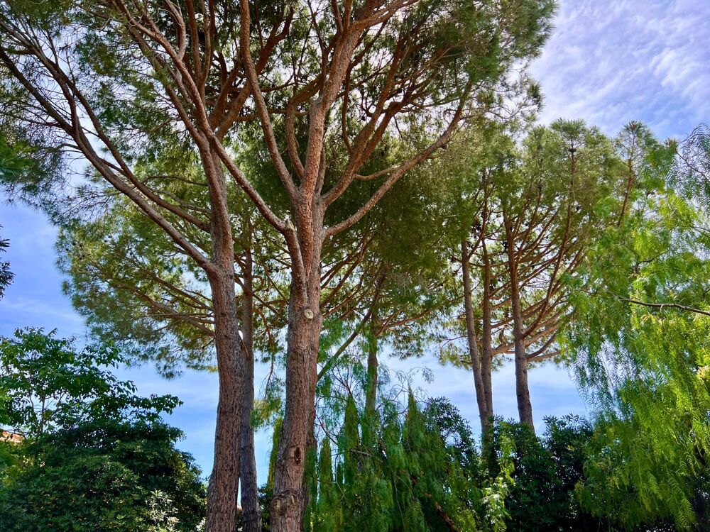  vendre  Maison Villeneuve-de-la-Raho (66180)