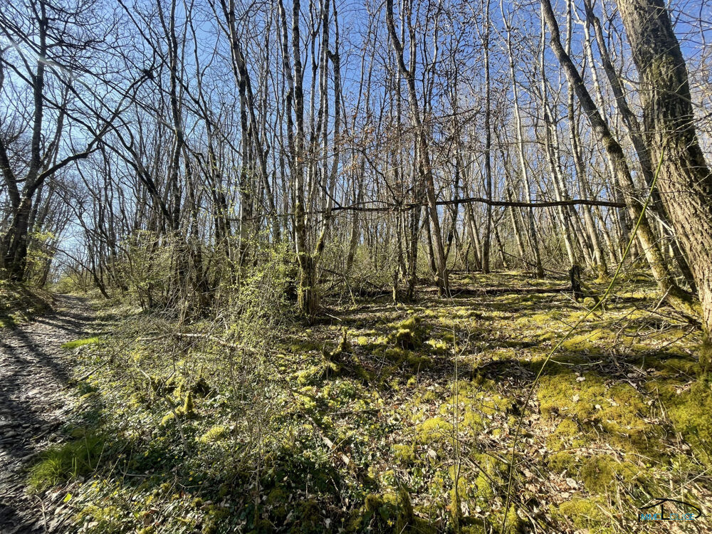   TERRAIN BOISÉ 3498m² - VILLEFRANCHE DE ROUERGUE 