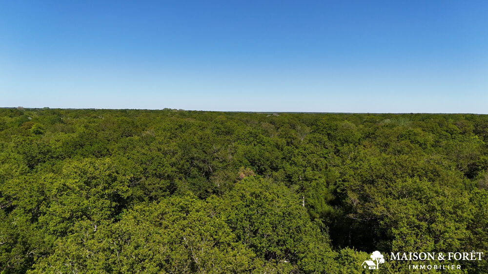 Vente Terrain FORÊT de 38 ha Ouzouer-sur-trézée