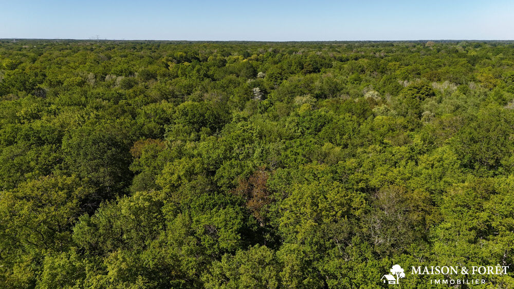 Vente Terrain FORÊT de 38 ha Ouzouer-sur-trézée
