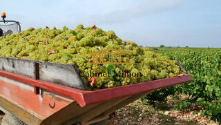  Terrain � vendre 110000 m�