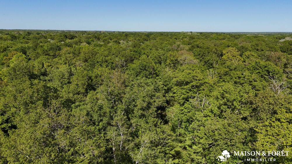 Vente Terrain FORÊT de 38 ha Ouzouer-sur-trézée