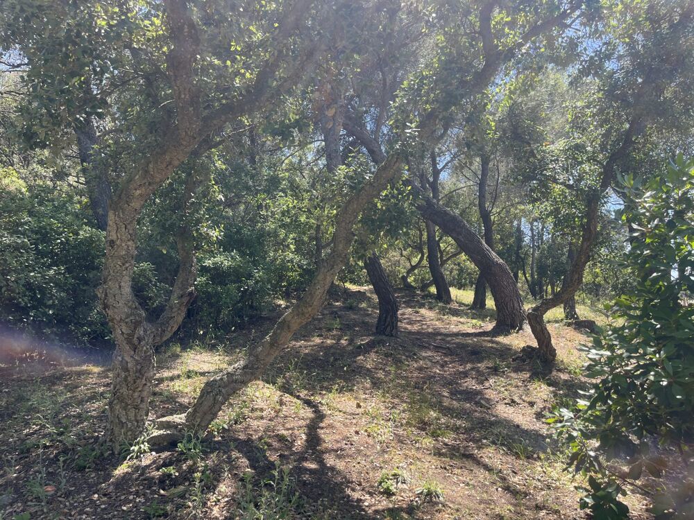Vente Terrain Terrain en zone naturelle forêt Six-fours-les-plages
