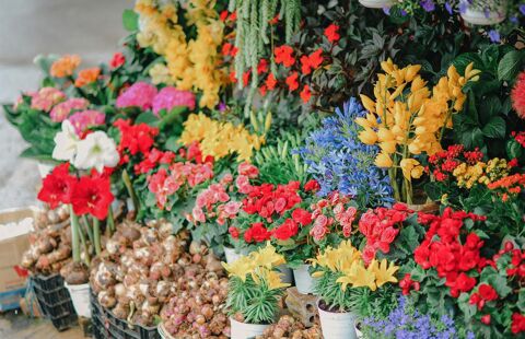 Boutique de fleurs bon Chiffre d'affaires 160884 69720 Saint-bonnet-de-mure