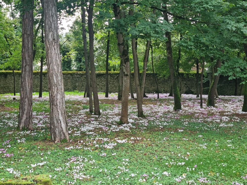  vendre  Maison Savonnires (37510)