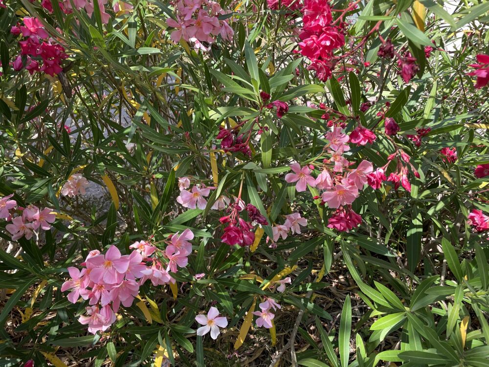 � vendre  Maison P�zenas (34120)