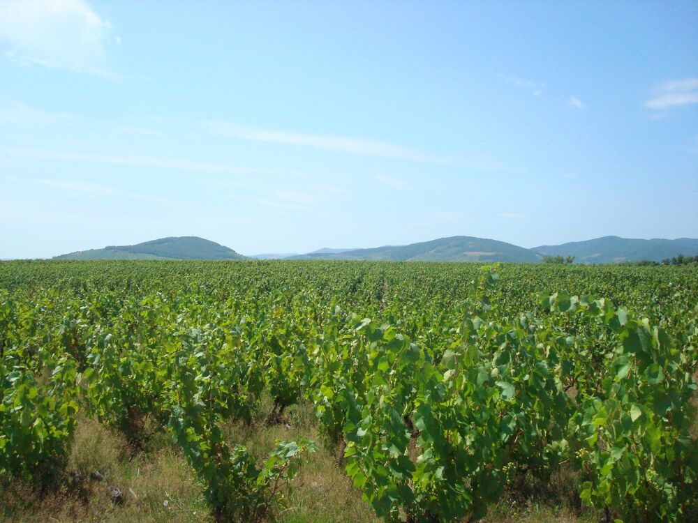 Exceptionnel Beaujolais Rhône