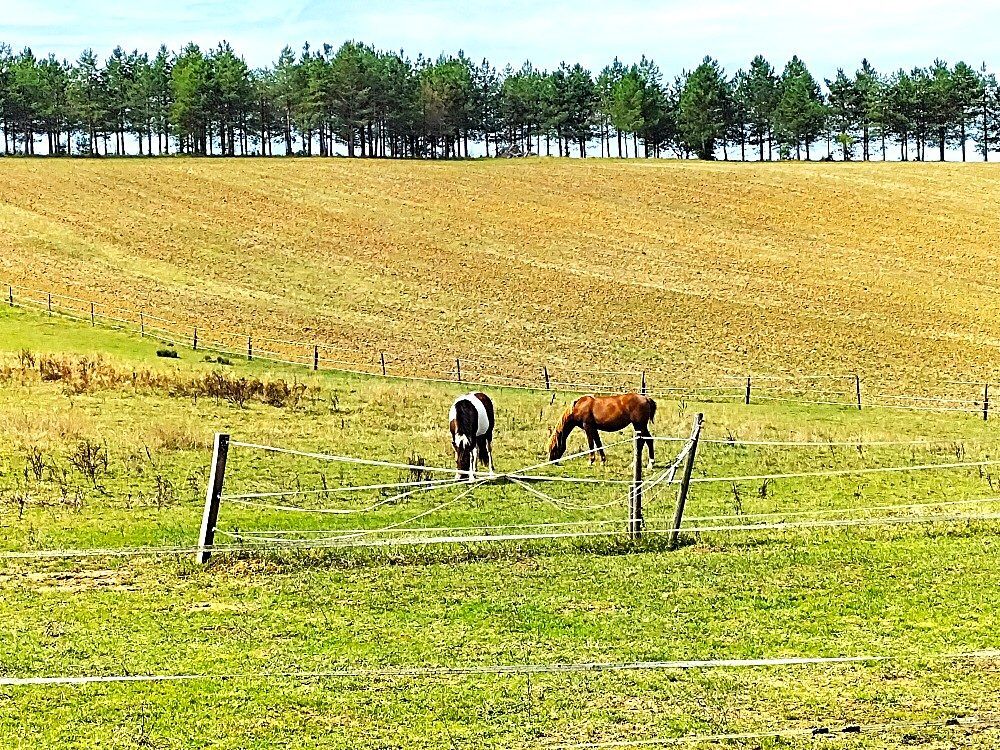 Vente Terrain PROCHE AIGNAN (32) PROPRIETE AGRICOLE 27 Ha AVEC BATIMENTS et HA Margouët-meymes