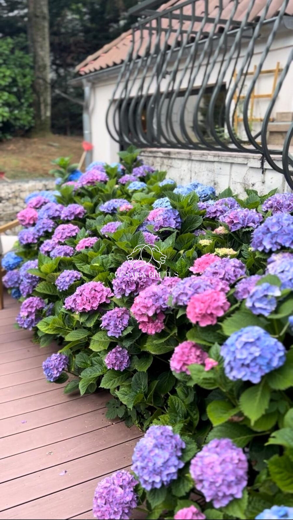 � vendre  Maison Champagne-au-Mont-d'Or (69410)