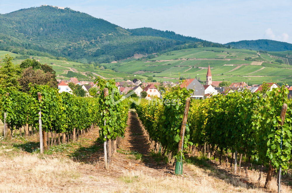 Vente Terrain Terrain constructible Wettolsheim Wettolsheim