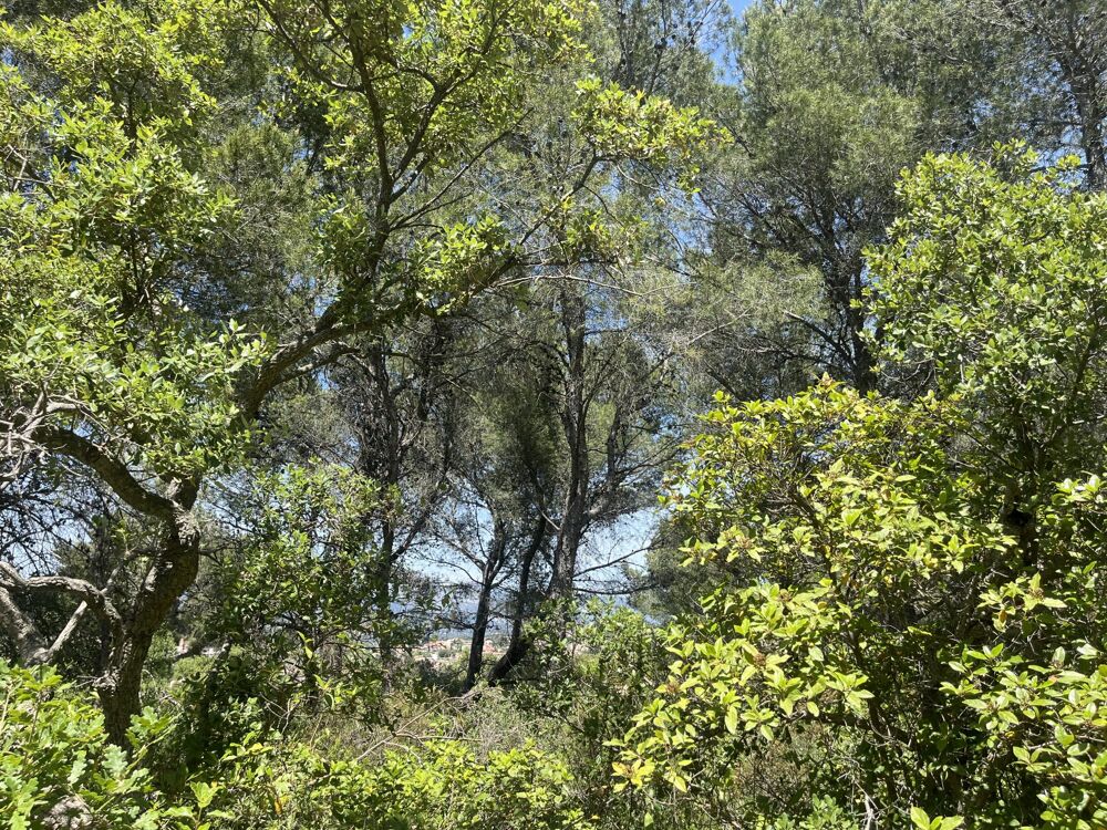Vente Terrain Terrain en zone naturelle forêt Six-fours-les-plages